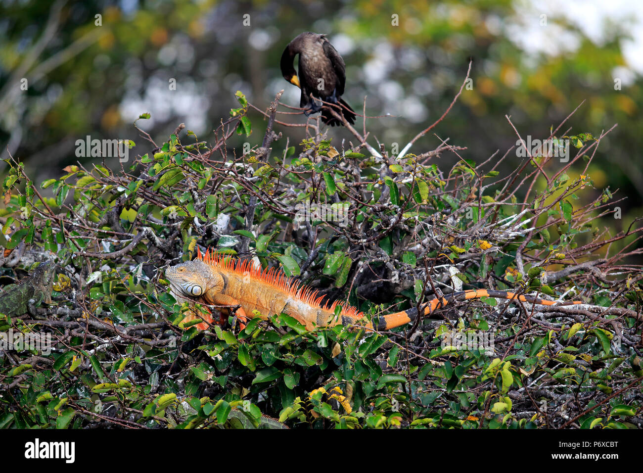 Iguane commun, des profils sur l'arbre rougeâtres, Wakodahatchee Wetlands, Delray Beach, Florida, USA, Iguana iguana Banque D'Images
