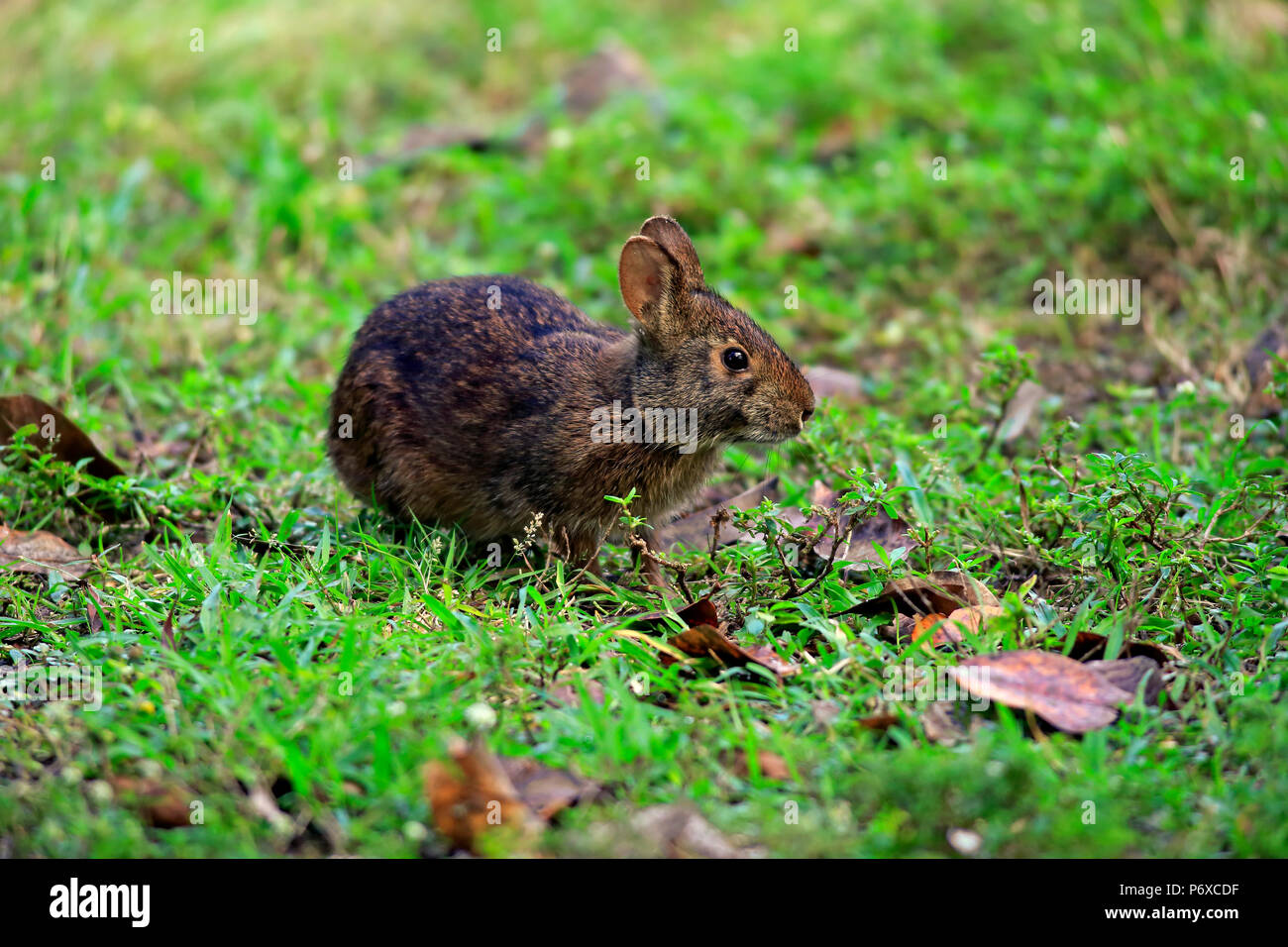 Lapin des marais, zones humides, Wakodahatchee adultes, Delray Beach, Florida, USA, Sylvilagus palustris Banque D'Images