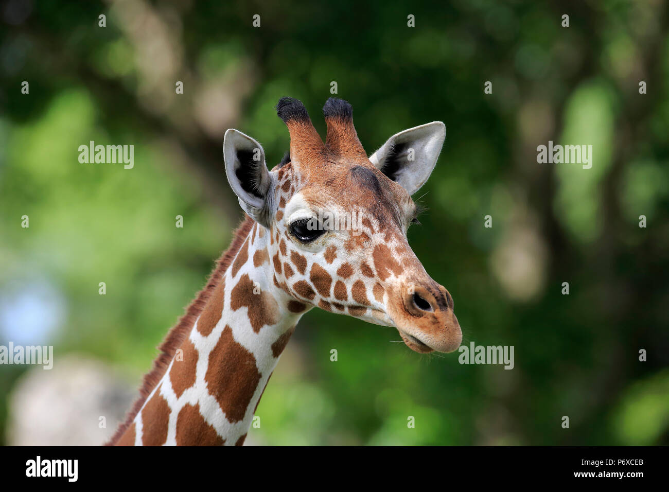 Giraffe réticulée, portrait adultes, l'Afrique, Giraffa camelopardalis reticulata Banque D'Images