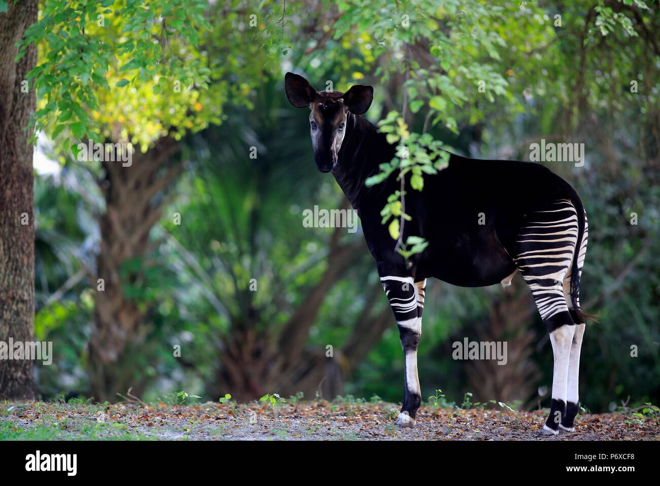 Okapi, adulte, l'Afrique, Okapia johnstoni Banque D'Images