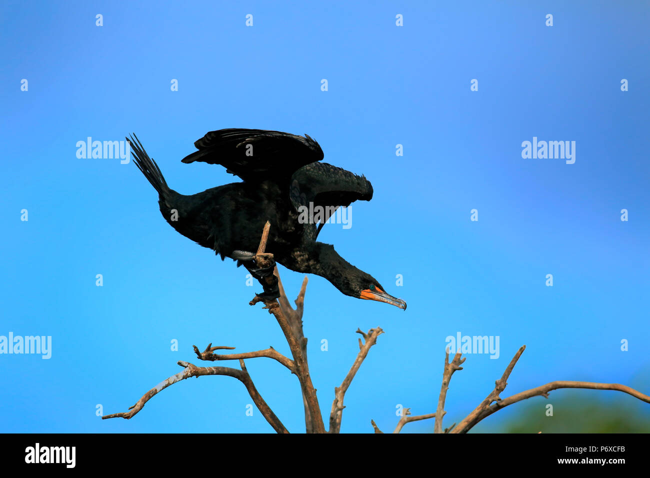 Cormoran vigua, olivaceous cormorant, Wakodahatchee Wetlands, Delray Beach, Florida, USA, Phalacrocorax brasilianus Banque D'Images