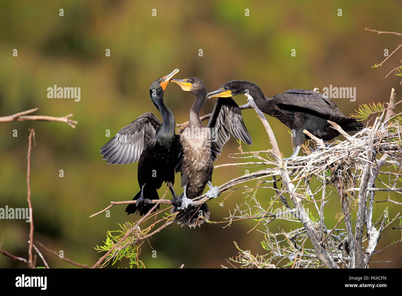 Cormoran vigua, olivaceous cormorant, Wakodahatchee Wetlands, Delray Beach, Florida, USA, Phalacrocorax brasilianus Banque D'Images