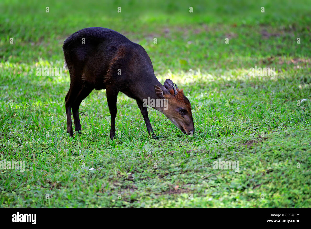 Le Céphalophe noir, mâle adulte, l'Afrique, Cephalophus niger Banque D'Images