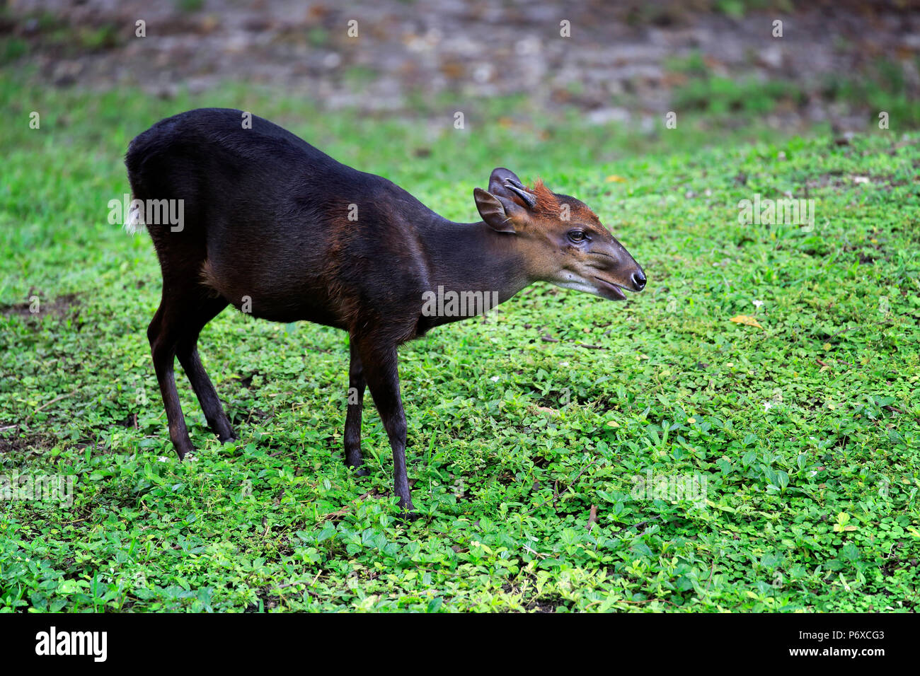 Le Céphalophe noir, mâle adulte, l'Afrique, Cephalophus niger Banque D'Images