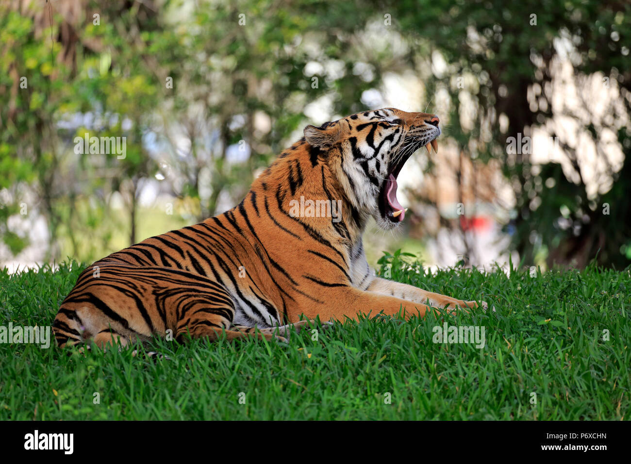Tigre de Sumatra, Sumatra, jawning mâles adultes, d'Asie, Panthera tigris sumatrae Banque D'Images