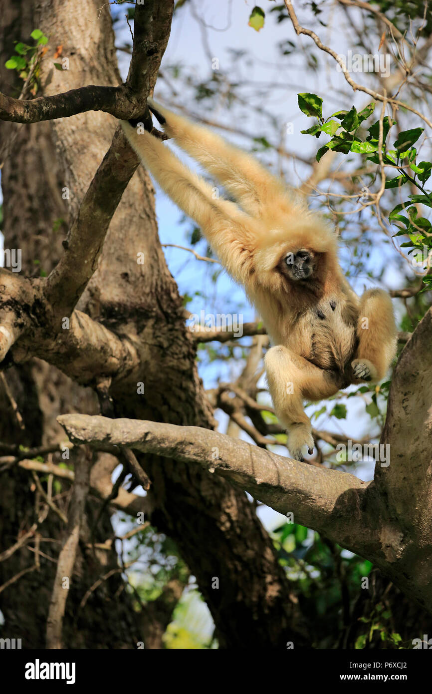 White-Handed Gibbon, adulte de sexe féminin, en Asie du sud-est, d'Asie, Hylobates lar Banque D'Images