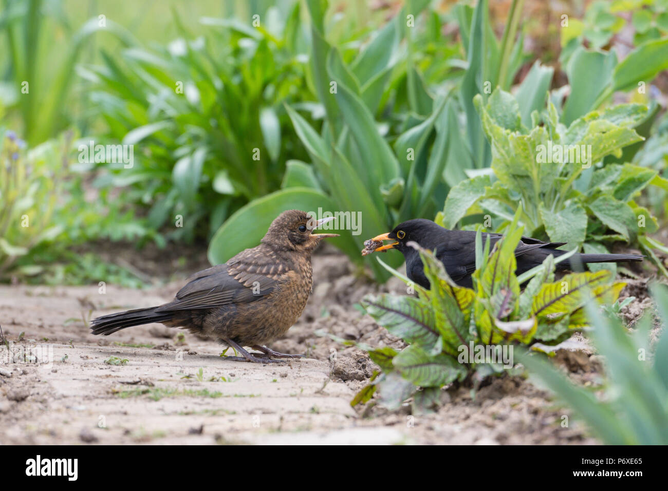 Blackbird mâle avec jeune, Basse-Saxe, Allemagne, Turdus merula Banque D'Images