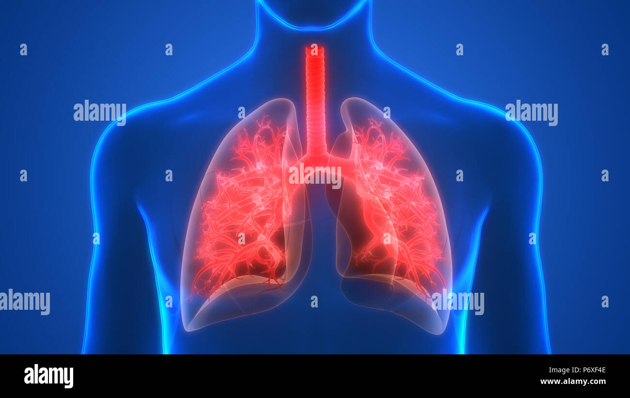 Système respiratoire humain Anatomie Poumons Banque D'Images