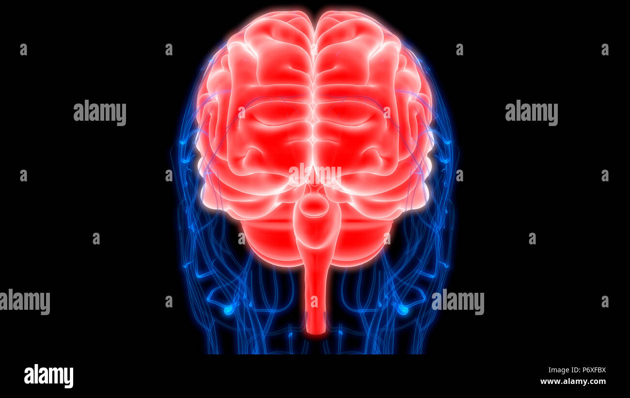 Cerveau humain avec l'anatomie du système circulatoire Banque D'Images Cerveau humain avec l'anatomie du système circulatoire Banque D'Images