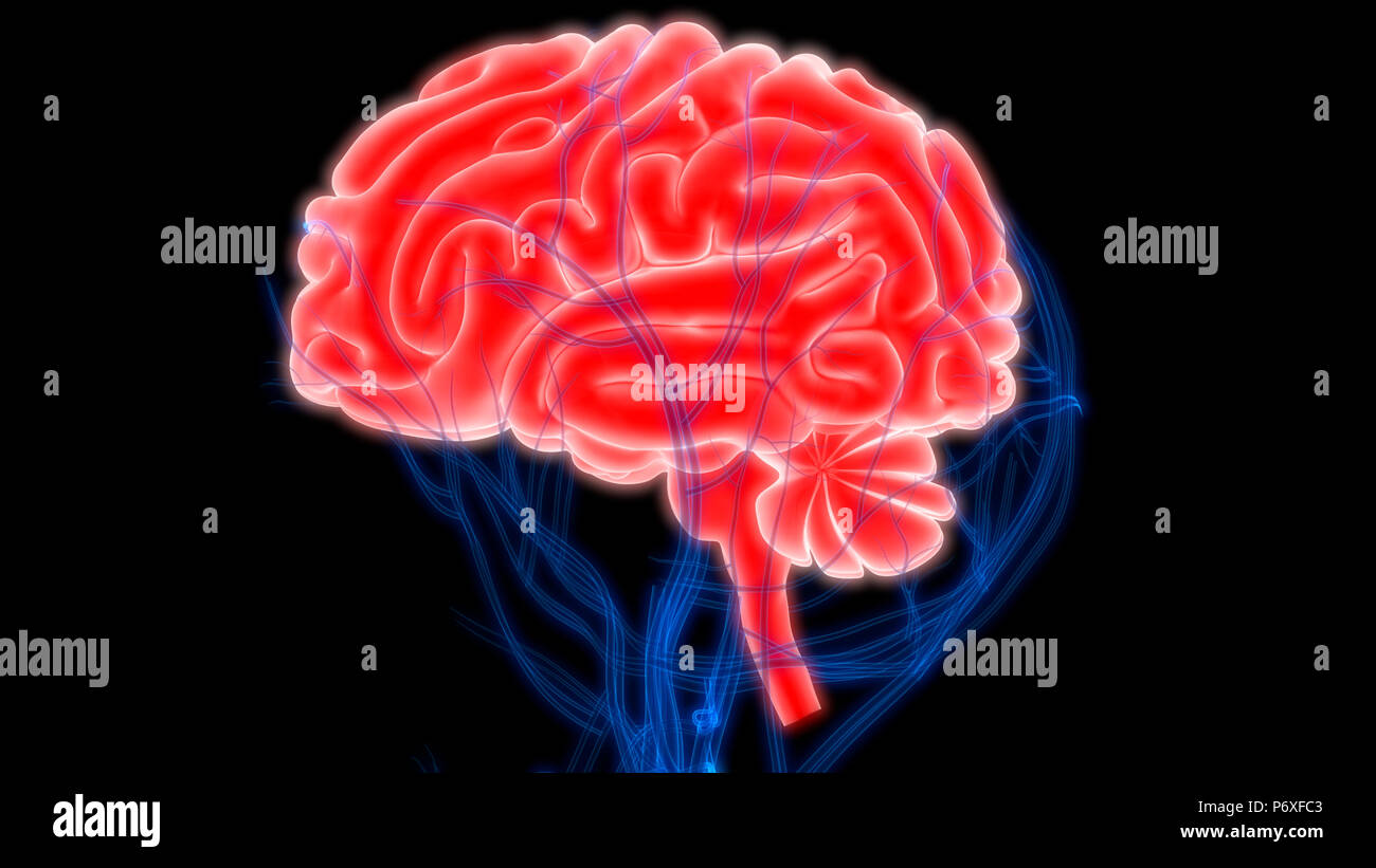 Cerveau humain avec l'anatomie du système circulatoire Banque D'Images Cerveau humain avec l'anatomie du système circulatoire Banque D'Images