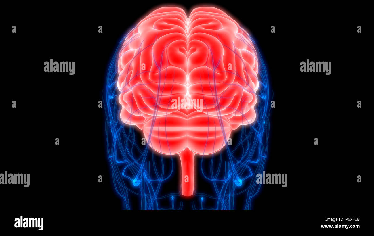 Cerveau humain avec l'anatomie du système circulatoire Banque D'Images Cerveau humain avec l'anatomie du système circulatoire Banque D'Images