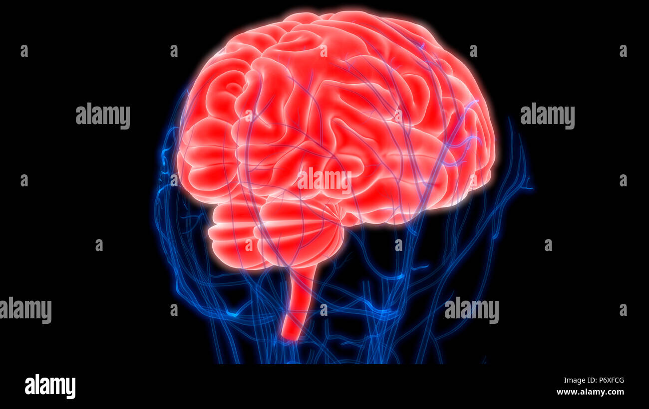 Cerveau humain avec l'anatomie du système circulatoire Banque D'Images Cerveau humain avec l'anatomie du système circulatoire Banque D'Images