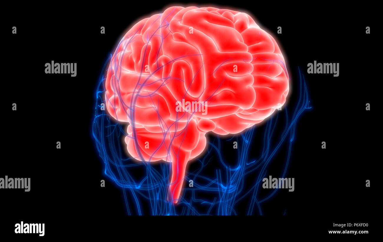 Cerveau humain avec l'anatomie du système circulatoire Banque D'Images Cerveau humain avec l'anatomie du système circulatoire Banque D'Images