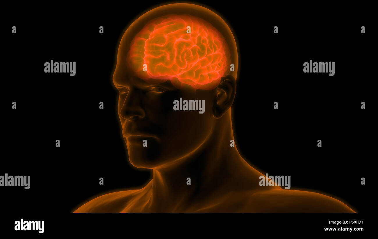 Les organes du corps humain anatomie du cerveau Banque D'Images