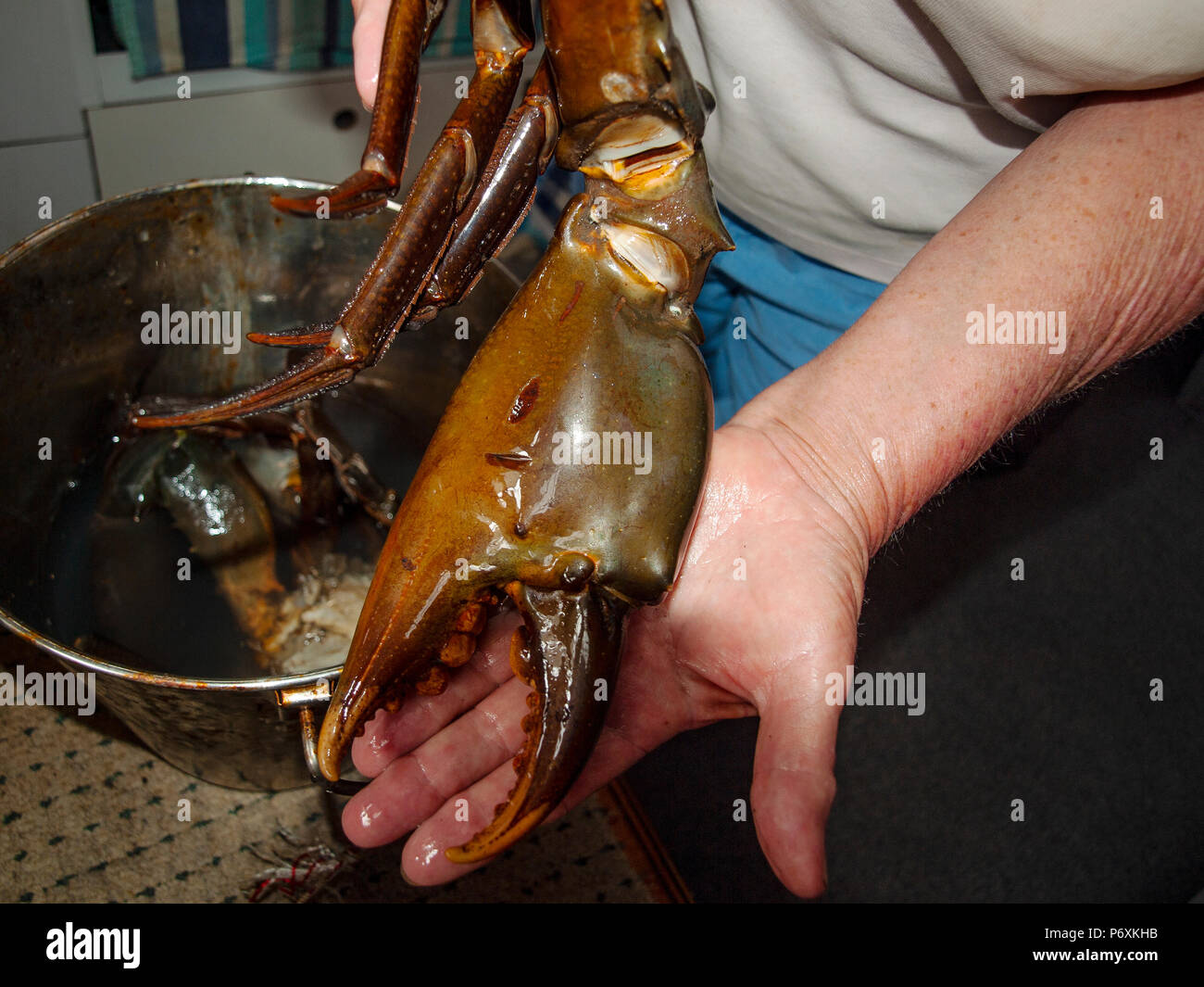Un énorme crabe de boue géant australien Nipper's. (Scylla serrata). Aussi connu sous le nom de