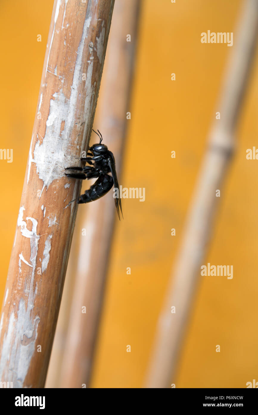 Abeille noire à Hoi An , Vietnam Banque D'Images