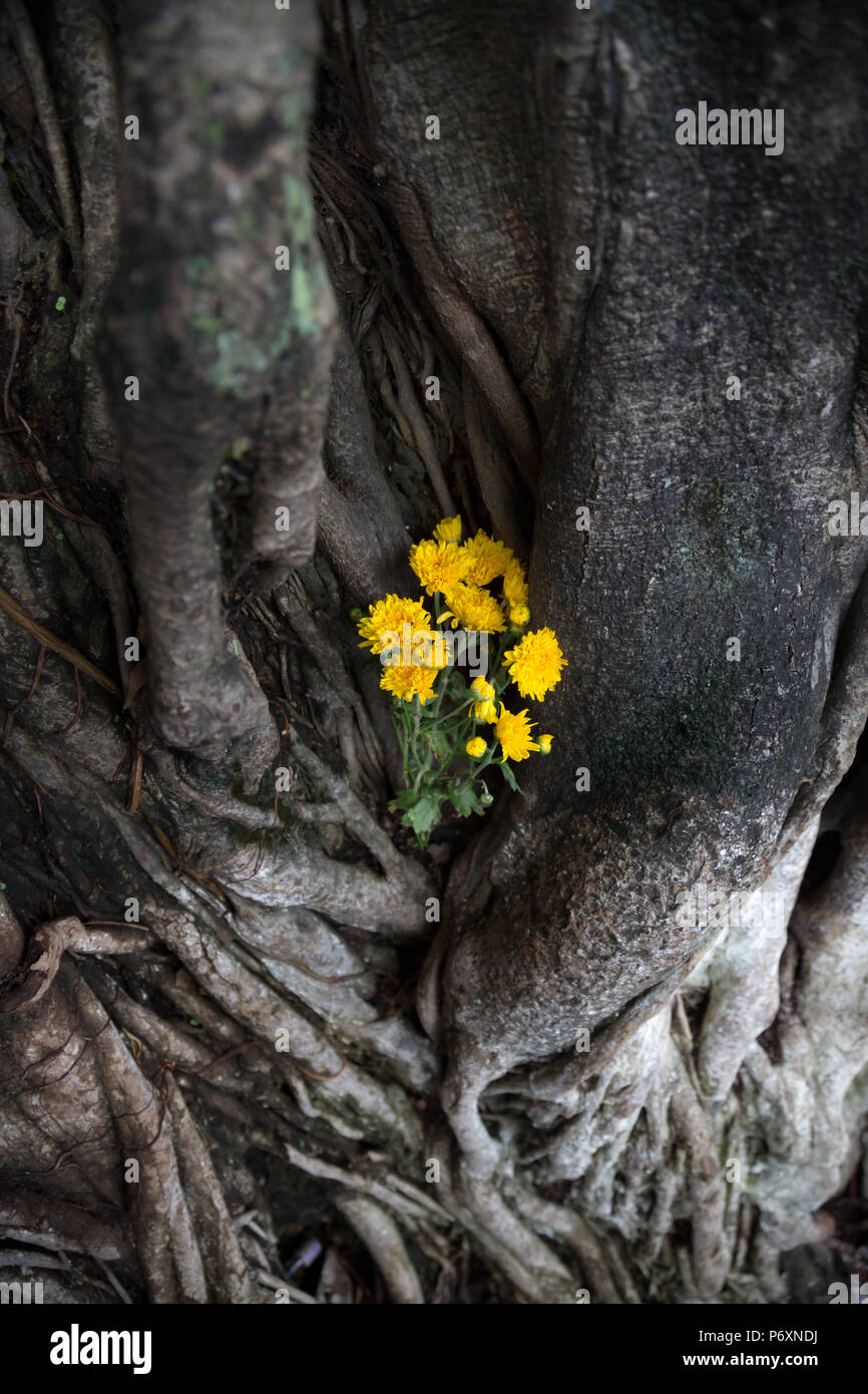 Mettre des fleurs sur un arbre dans un contexte spirituel à Hoi An , Vietnam Banque D'Images