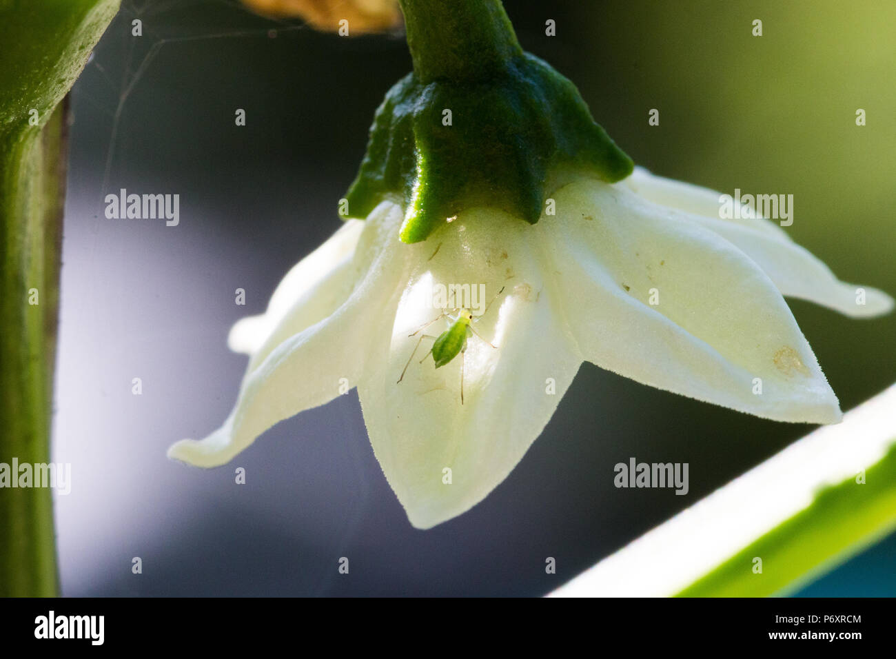 Capture d'un gros plan sur la fleur blanche de pucerons d'une usine de poivre Banque D'Images