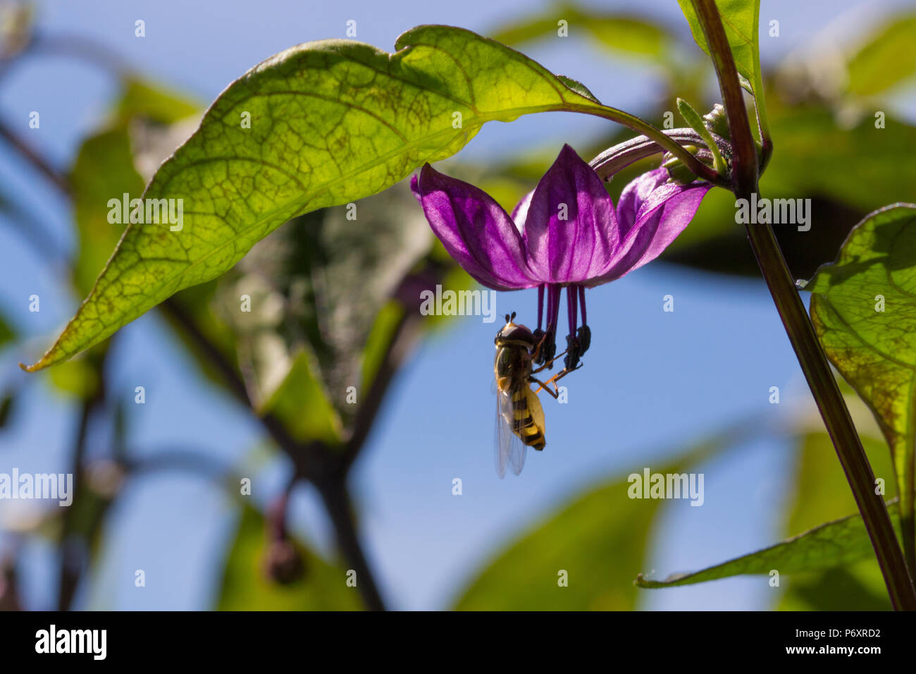 Prise d'un gros plan sur un hoverfly piment serrano violet avec fleurs feuilles vert et bleu ciel. Banque D'Images