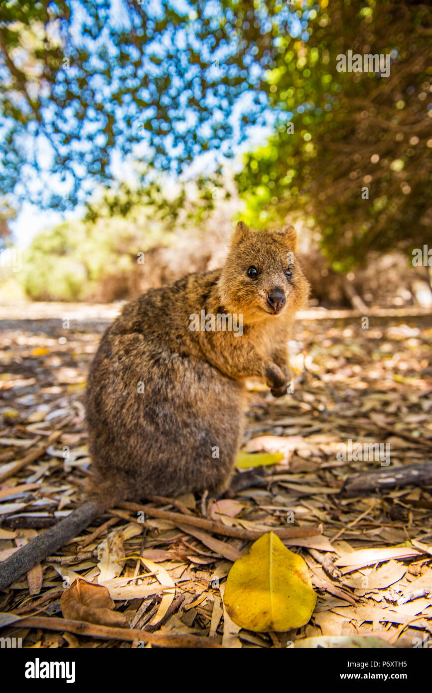 L'île Rottnest, Fremantle, Perth, Australie occidentale, Australie. La populaire Quokka debout regardant la caméra. Banque D'Images