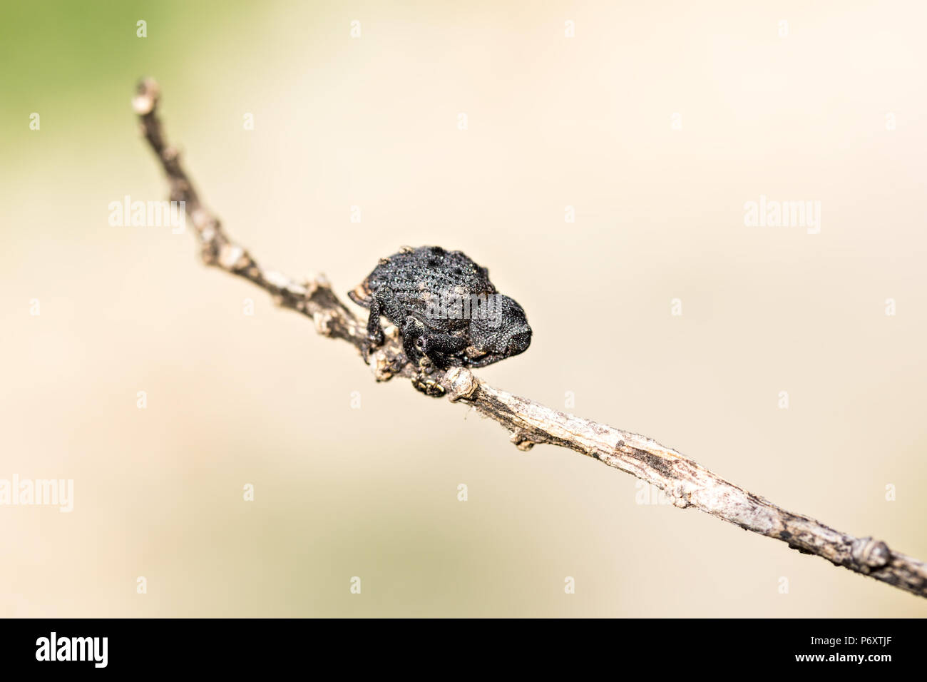 Le charançon noir de la vigne ou du pin, Otiorhynchus sulcatus charançon à nez large, Banque D'Images