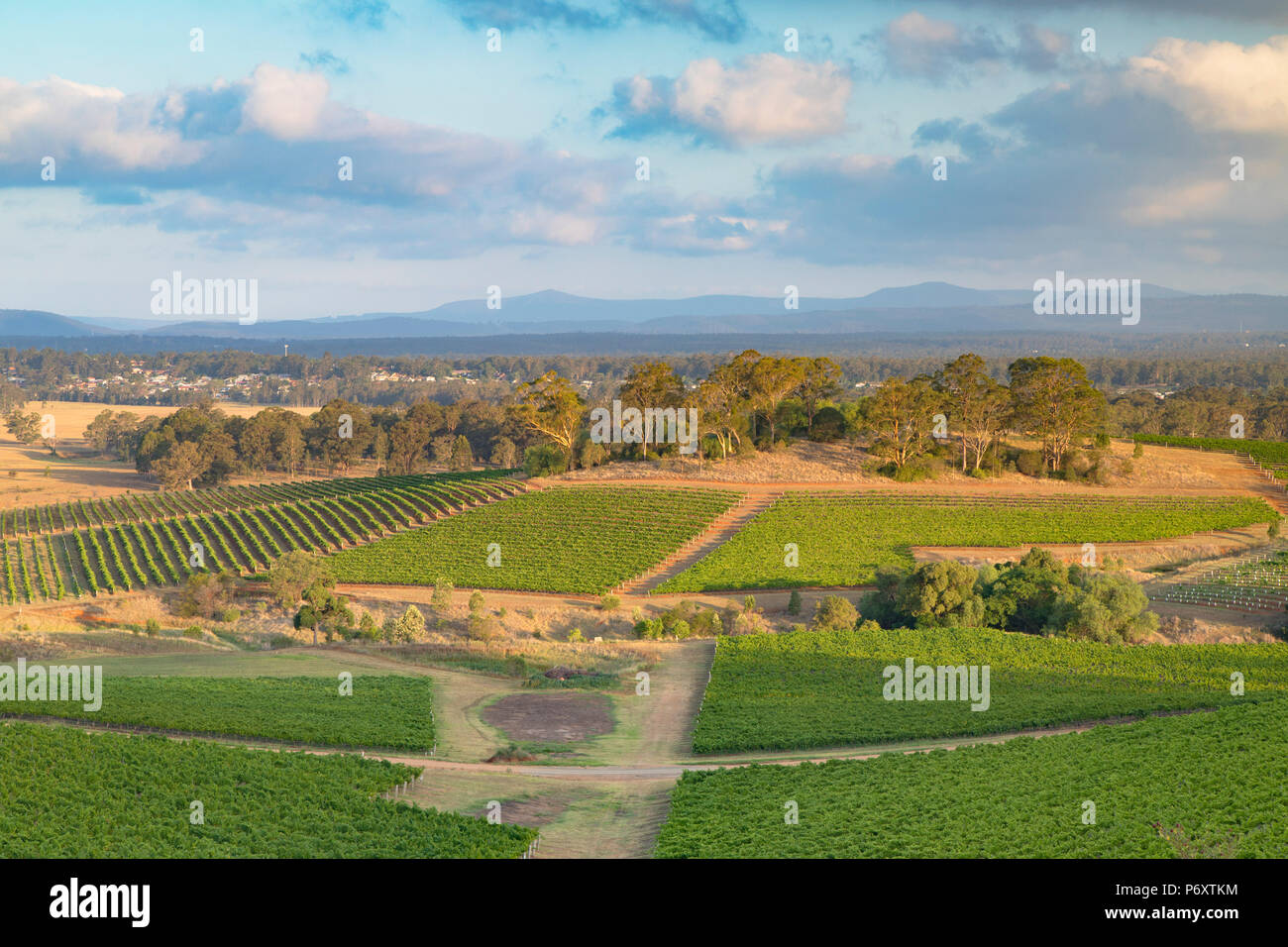 Vue sur vignes, Hunter Valley, New South Wales, Australia Banque D'Images