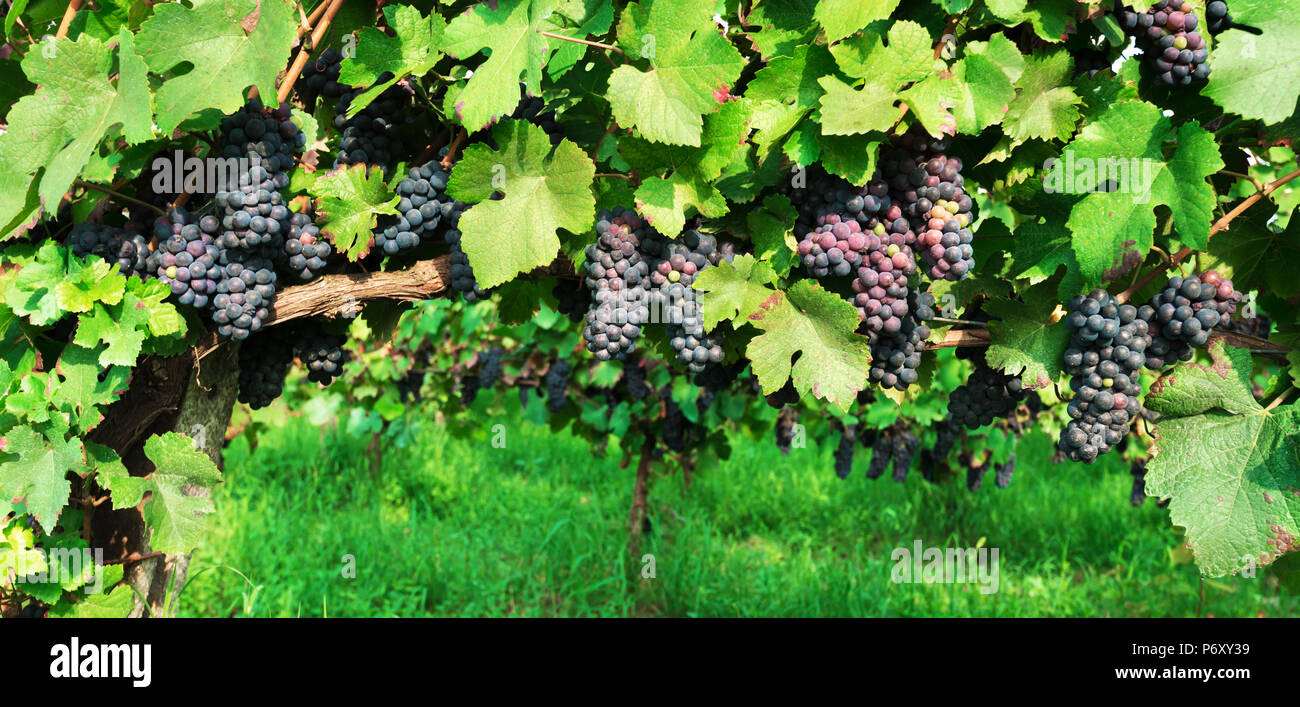 Branches de raisin bleu closeup Banque D'Images