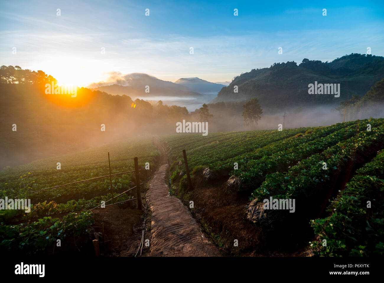 Lever de soleil matin de brouillard flottant sur la montagne et le ciel est d'une belle vue sur le champ de fraises est Ang Khang Chiang Mai en Thaïlande. Banque D'Images