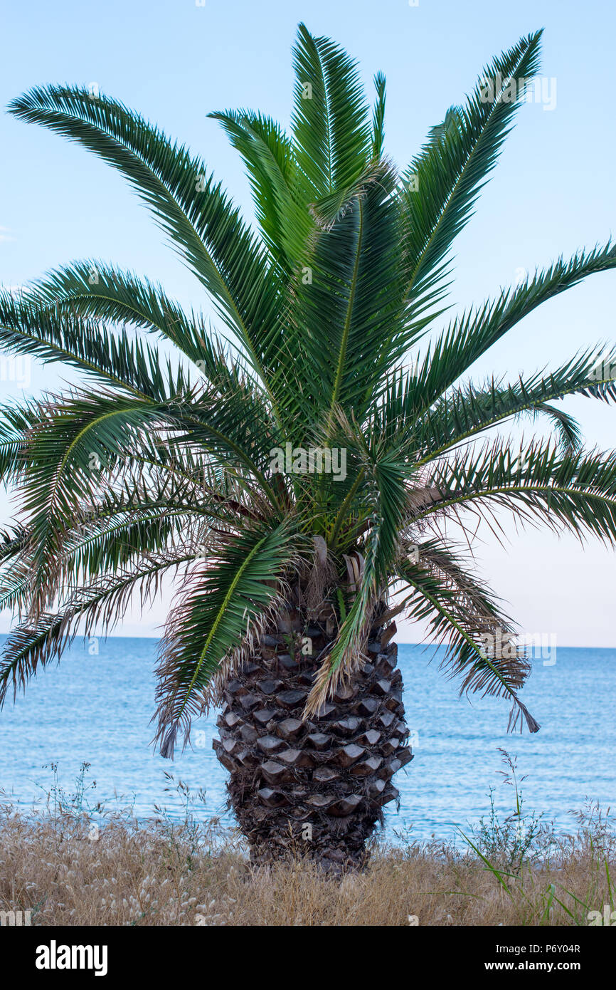 Petit Palm Tree à la plage Banque D'Images