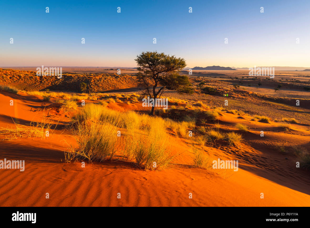 Namib-Naukluft National Park, Namibie, Afrique. Petrified dunes rouges. Banque D'Images