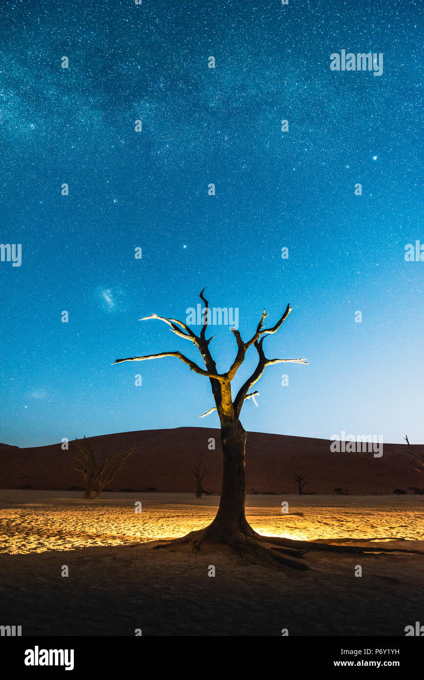 Deadvlei, Namib-Naukluft National Park, Namibie, Afrique. Acacias morts pendant la nuit. Banque D'Images