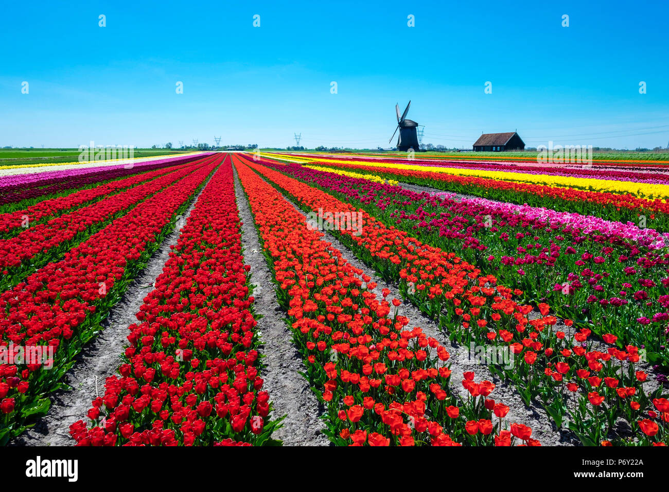 Pays Bas, Hollande du Nord, Schermerhorn. Moulin à vent, moulin de polder Schermerhorn, Groupe avec champ de tulipes colorées au début du printemps. Banque D'Images
