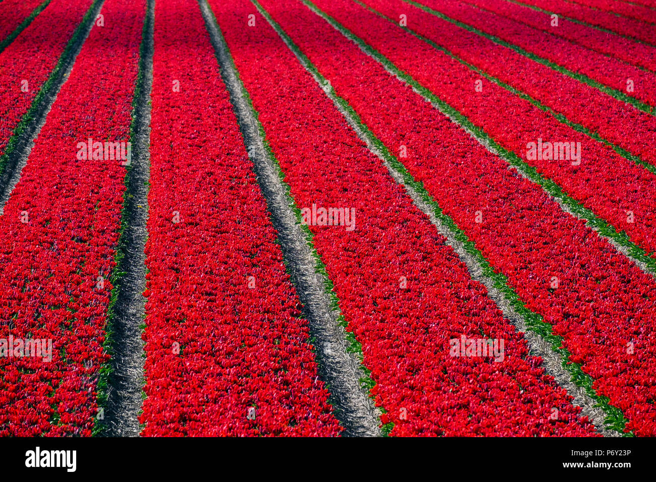 Pays Bas, Hollande du Nord, Burgerbrug. Champ de tulipes rouge vif au printemps. Banque D'Images
