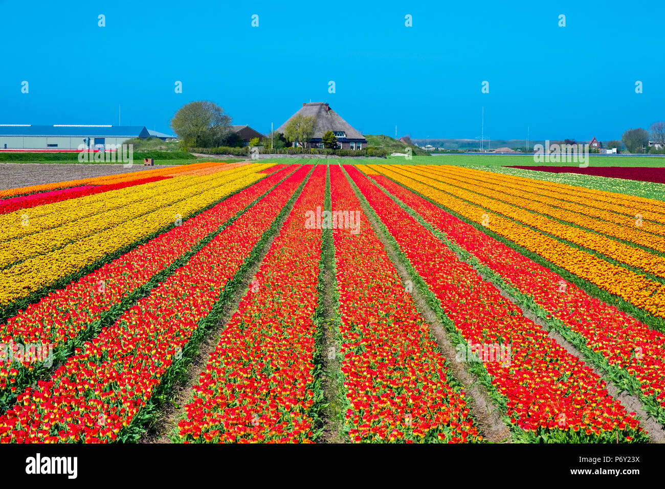 Pays Bas, Hollande du Nord, Den Helder. Des rangées de fleurs colorées tulipes dans un champ de l'ampoule au printemps. Banque D'Images