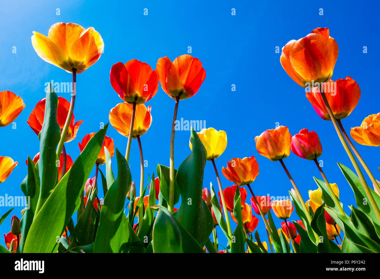 Pays Bas, Hollande du Nord, Callantsoog. Tulipes fleur multicolore contre un ciel bleu, près du village de Zipje. Banque D'Images