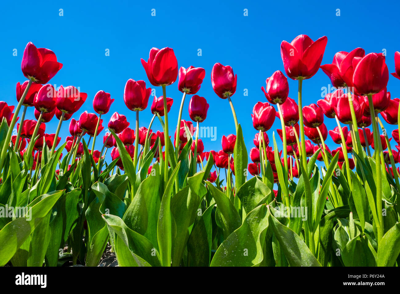 Pays Bas, Hollande du Nord, Schermerhorn. Rouge fleurs tulipes colorées néerlandaise contre le ciel bleu. Banque D'Images