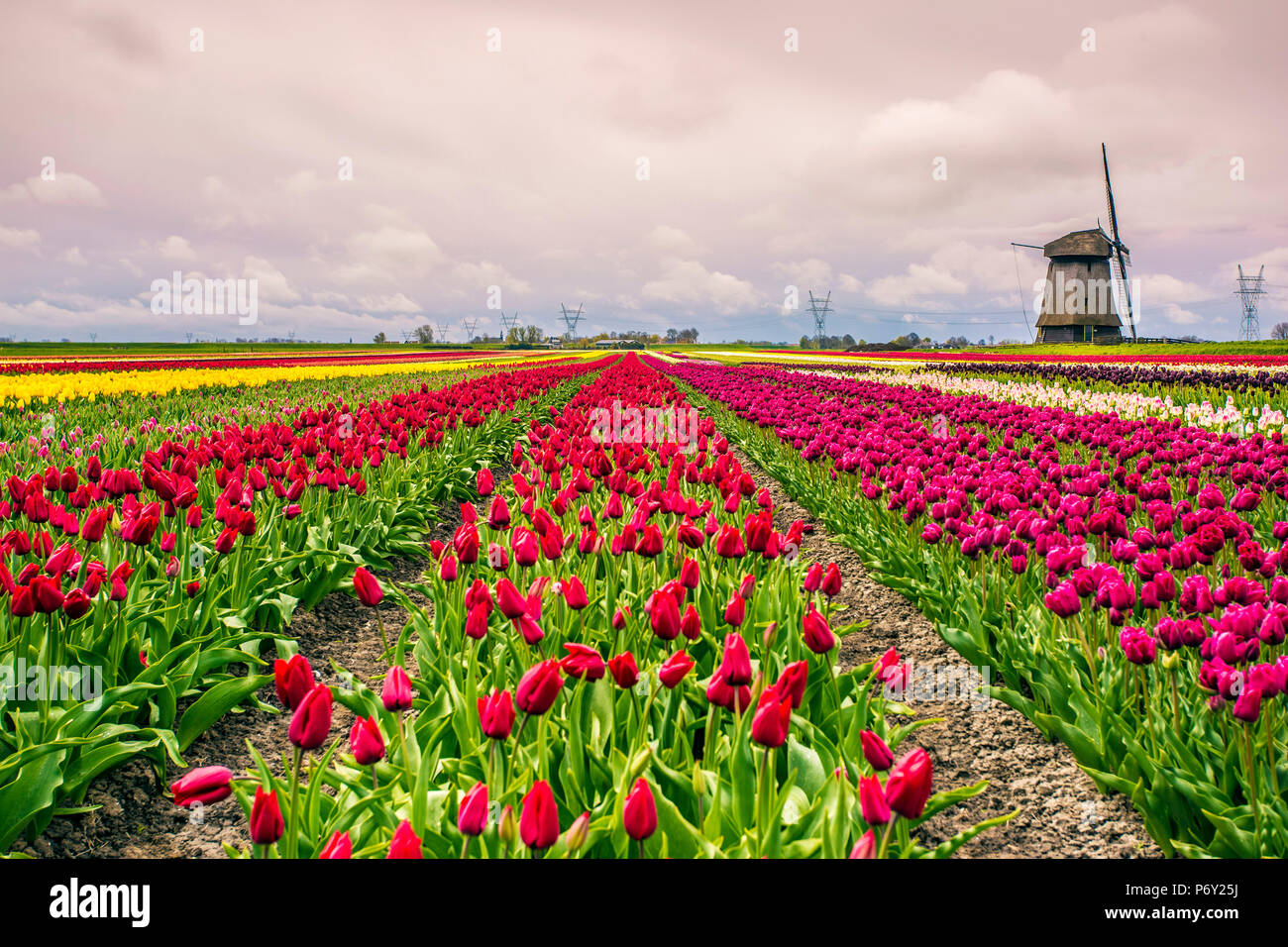 Les moulins à vent et les champs de tulipes plein de fleurs aux Pays-Bas Banque D'Images