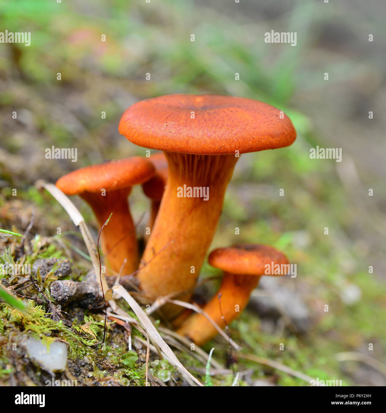 Omphalotus olearius champignons dans la forêt Banque D'Images