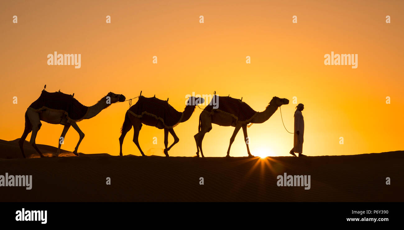 Des chameaux dans le quart vide (Rub Al Khali), Abu Dhabi, Émirats arabes unis (MR) Banque D'Images