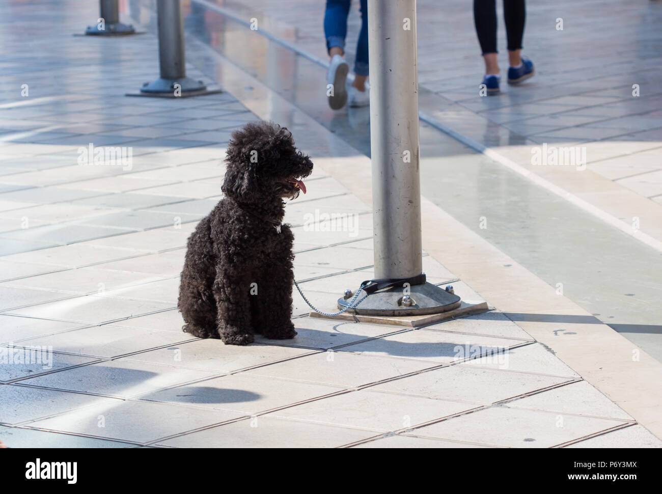 Pauvre chien attaché à un poteau sur la chaussée / petit chien en laisse attaché à un poteau assis sur la chaussée, les gens en arrière-plan. Banque D'Images