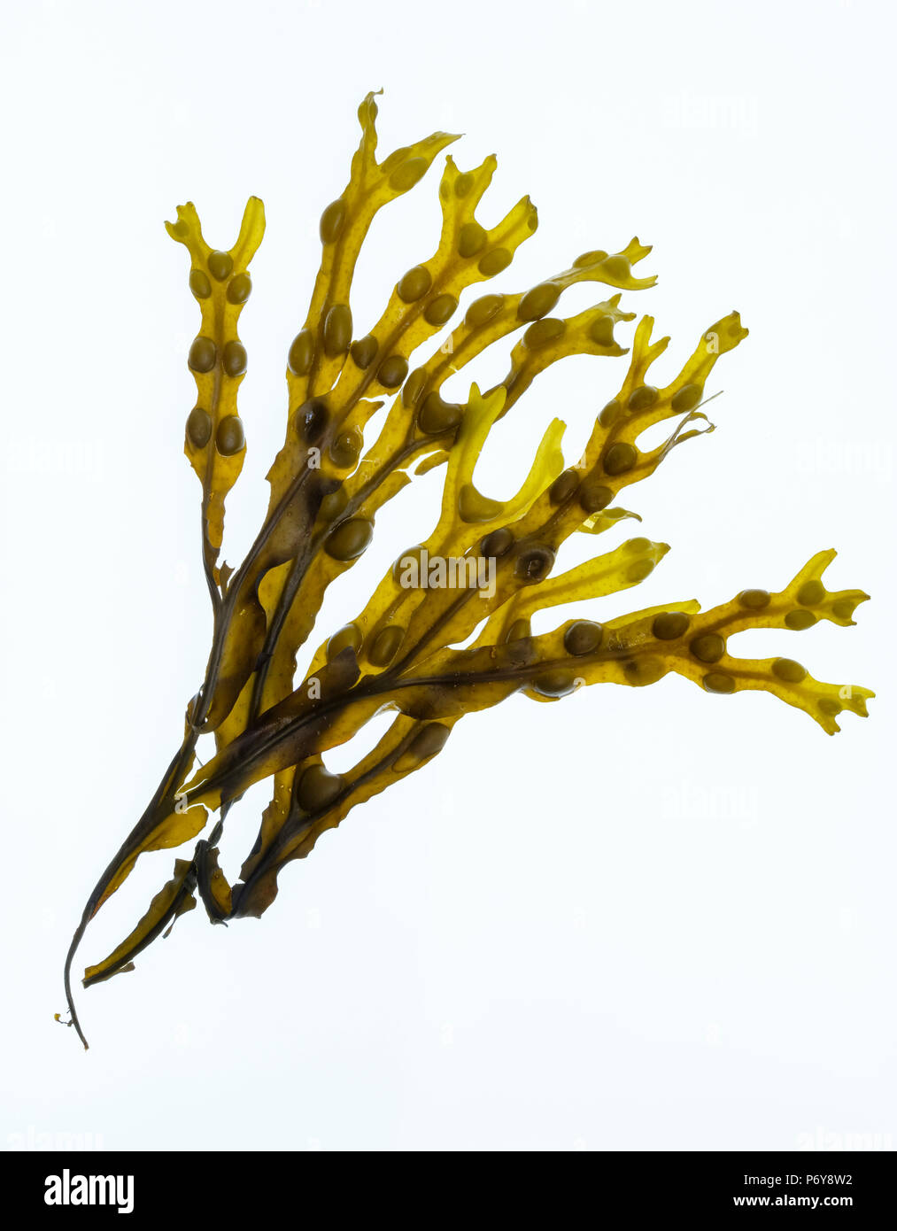 Fucus vésiculeux, Fucus vesiculosis tang (noir) Gros plan sur un fond blanc Banque D'Images