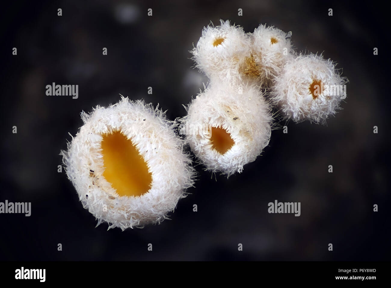 Champignons minuscules appelés Lachnum bicolor, un microscope droit Banque D'Images