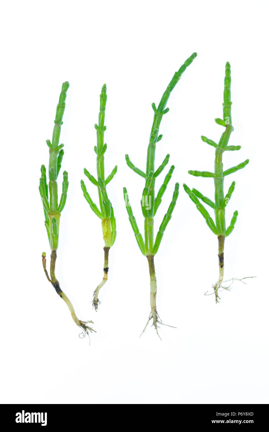 Rock samphire, Crithmum maritimum, quatre usines sur un fond blanc avec des racines Banque D'Images