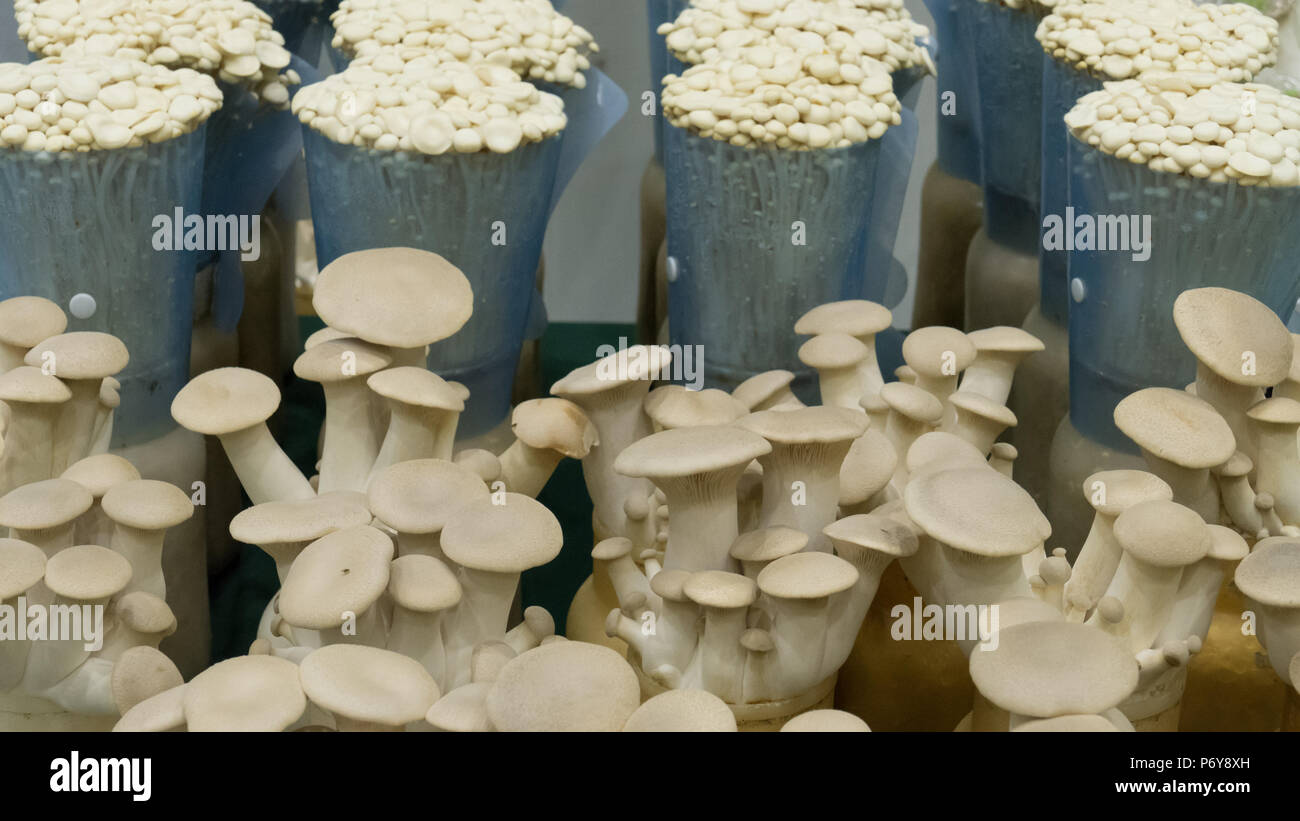 Huîtres fraîches aux champignons enoki et indiennes dans farm Banque D'Images
