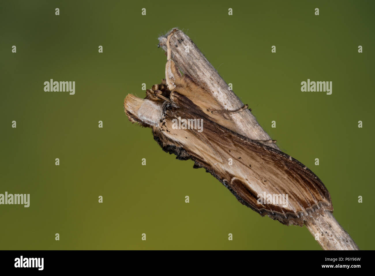 Königskerzenmönch Königskerzen-Mönch Wollkrauteule,,,, Wollkrauteule Shargacucullia verbasci Mönch, Brauner, Cucullia verbasci, Molène spongieuse, la Cucul Banque D'Images