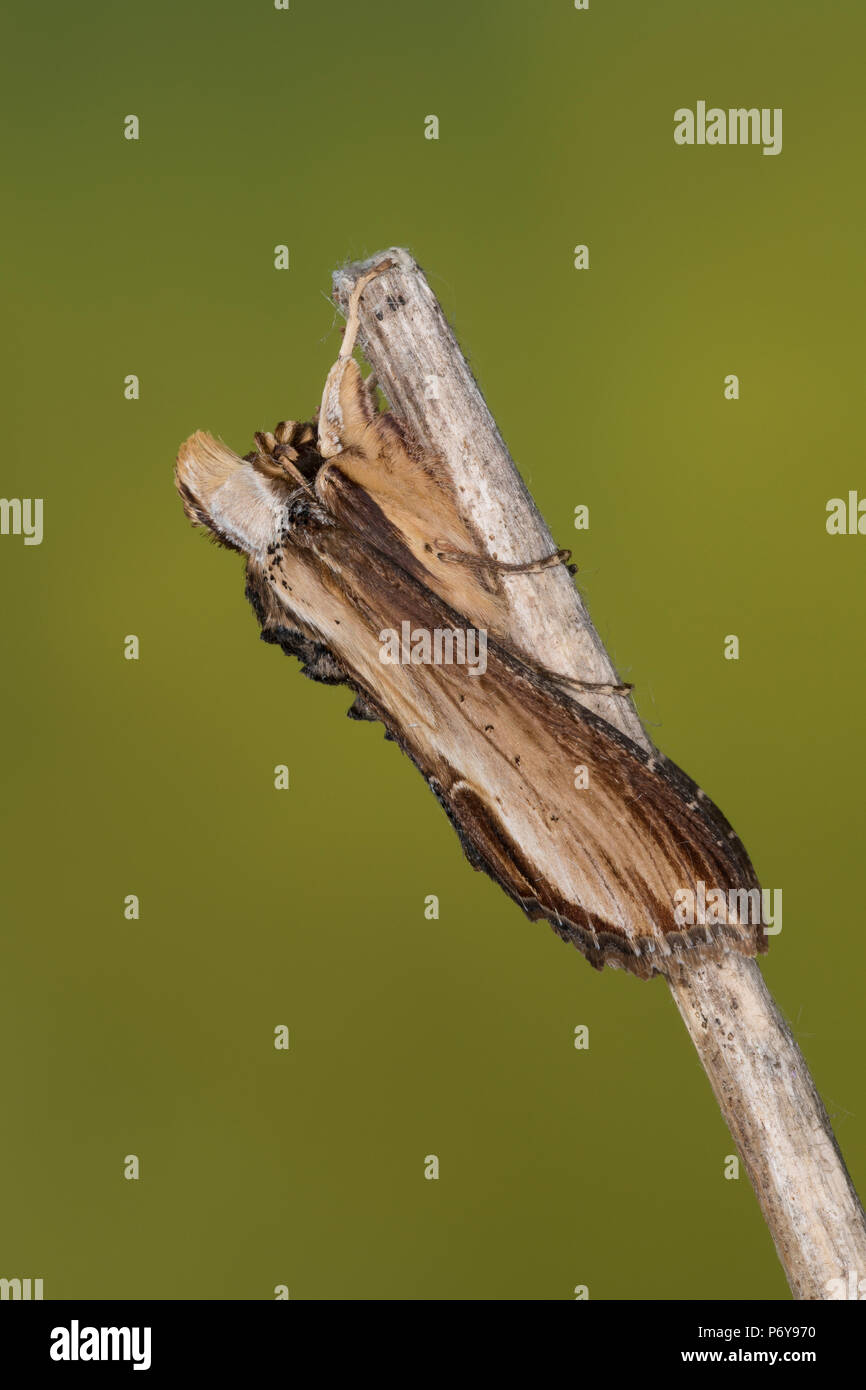 Königskerzenmönch Königskerzen-Mönch Wollkrauteule,,,, Wollkrauteule Shargacucullia verbasci Mönch, Brauner, Cucullia verbasci, Molène spongieuse, la Cucul Banque D'Images