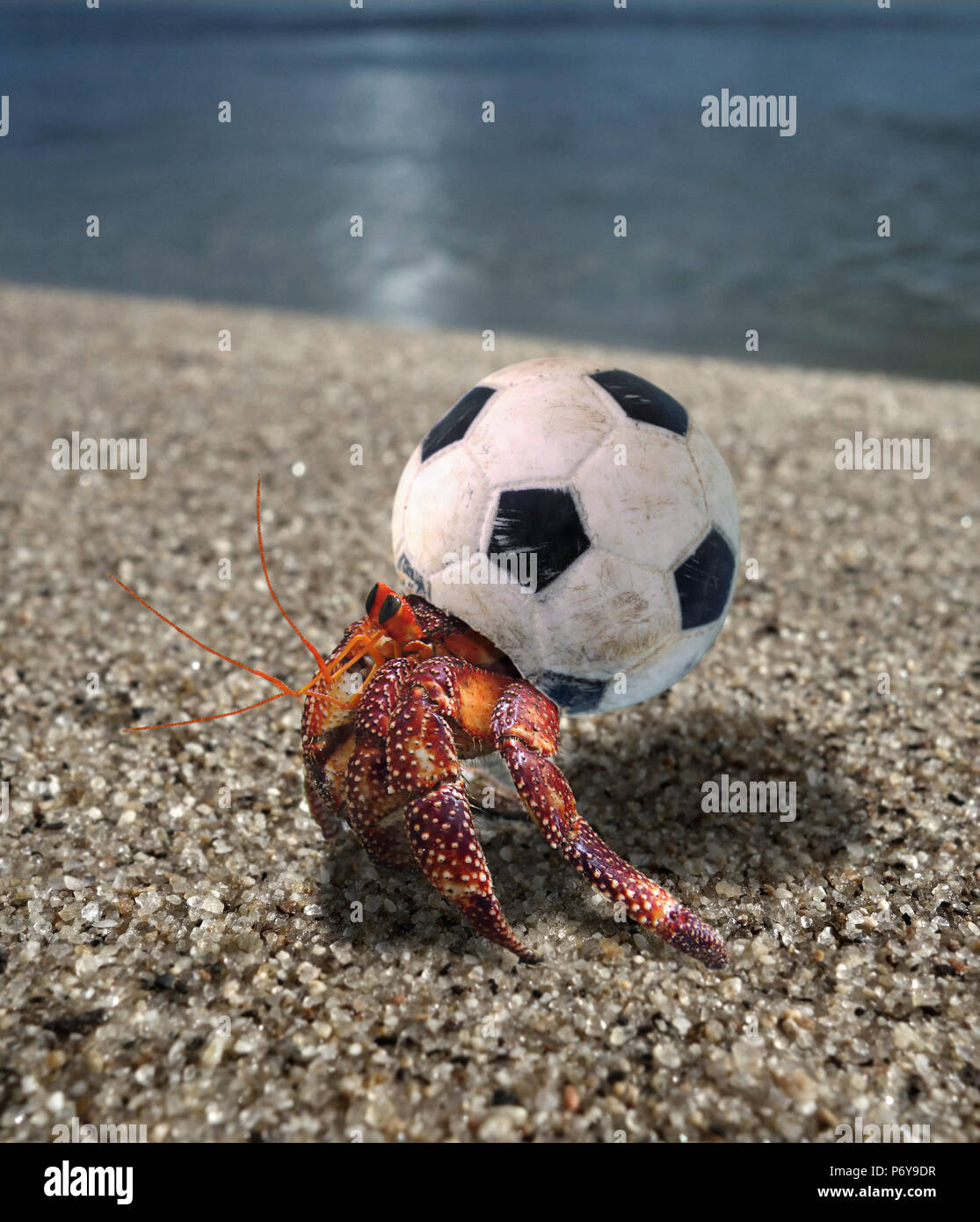 L ermite   l aide d un petit ballon de foot en plastique