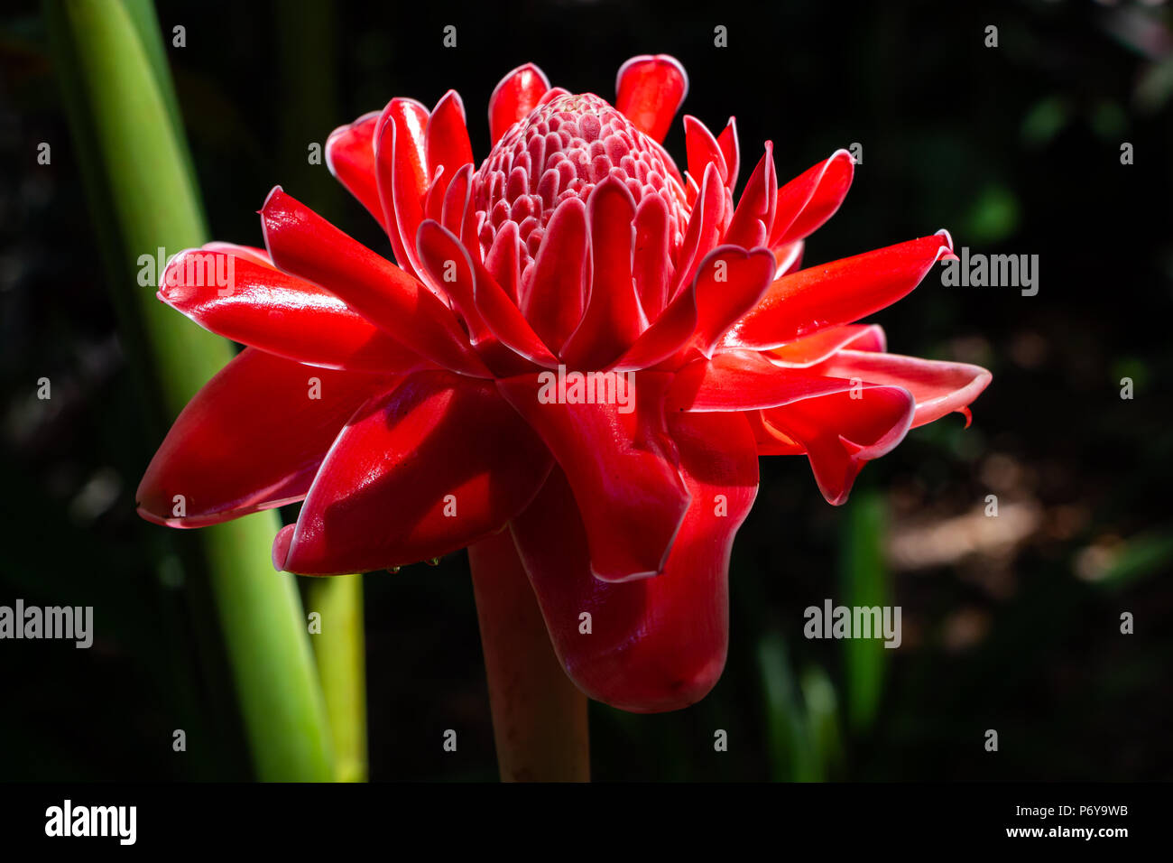 Porcelaine (Etlingera elatior), gros plan de la fleur rouge - Fort Lauderdale, Floride, USA Banque D'Images