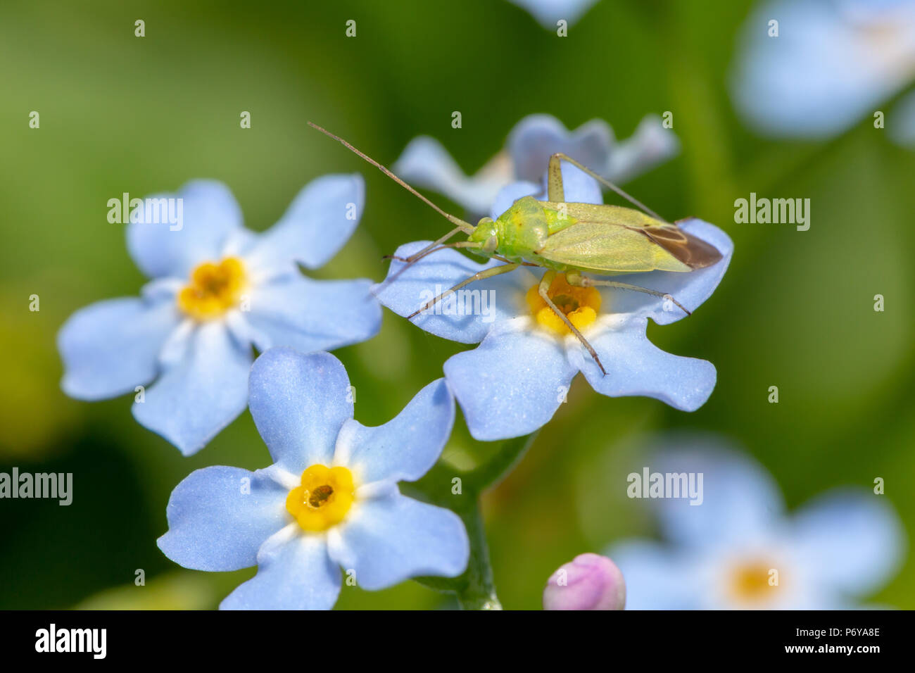 Photo en gros plan de Bleu Myosotis avec une capside verte debout sur une fleur décentré. Prises à Poole, en Angleterre. Banque D'Images