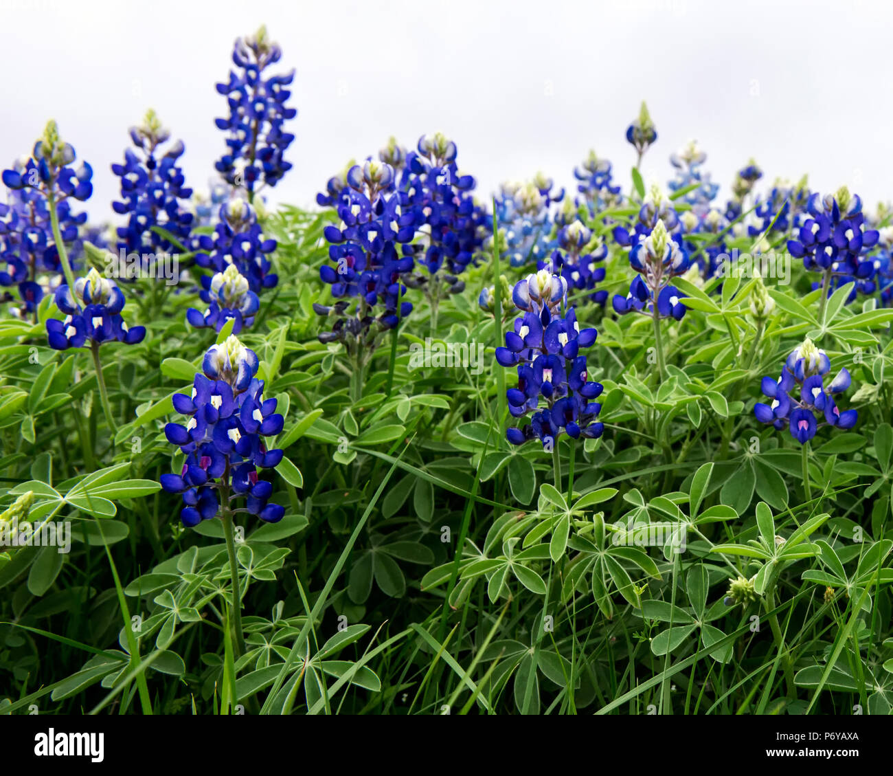Libre de plantes et fleurs bluebonnet avec un fond de ciel blanc. Banque D'Images